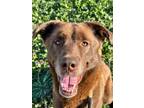 Adopt Fredo a Brown/Chocolate Labrador Retriever / Mixed dog in Fort Worth