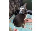 Adopt Kit a Gray or Blue (Mostly) Domestic Shorthair (short coat) cat in Pinon