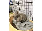 Adopt Micky & Jasper a Lionhead / Mixed rabbit in Paramus, NJ (37671649)