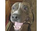 Adopt Trooper a Brindle Pit Bull Terrier / Mixed dog in Woodbridge