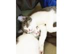 Adopt Mikey & Molly (Bonded Pair) a White (Mostly) Domestic Shorthair (short