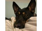 Adopt Butch a Black German Shepherd Dog / Mixed dog in Oceanside, NY (37809767)
