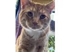 Adopt Juniper a Orange or Red Tabby Domestic Shorthair (short coat) cat in