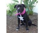Adopt Bombay a Black - with White Labrador Retriever / American Staffordshire
