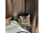Adopt Marco a Gray or Blue Domestic Shorthair / Domestic Shorthair / Mixed cat