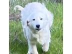 Adopt Snow Light a Great Pyrenees