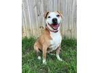 Adopt Athena a American Staffordshire Terrier, Mixed Breed