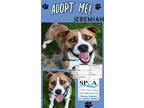 Adopt Jeremiah a Brown/Chocolate American Pit Bull Terrier / Mixed dog in