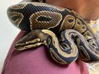 Adopt Cassiopeia a Snake reptile, amphibian, and/or fish in Vista, CA (30112242)