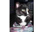 Adopt Sierra a Black & White or Tuxedo Domestic Shorthair (short coat) cat in El