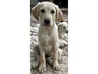 Adopt Maverick a Tan/Yellow/Fawn Labrador Retriever / Anatolian Shepherd / Mixed