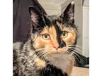 Adopt Cleopatra a Calico or Dilute Calico Domestic Shorthair / Mixed cat in