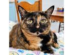 Adopt Mix a Tortoiseshell Domestic Shorthair / Mixed cat in SHERIDAN