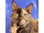 Adopt CADA a All Black Domestic Shorthair / Domestic Shorthair / Mixed cat in