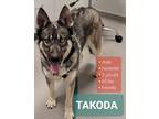 Adopt TAKODA a Gray/Silver/Salt & Pepper - with Black Siberian Husky / Mixed dog