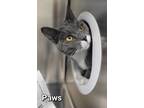 Adopt Paws a Gray or Blue Domestic Shorthair / Domestic Shorthair / Mixed cat in