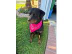 Adopt Kona a Black - with Brown, Red, Golden, Orange or Chestnut Rottweiler /