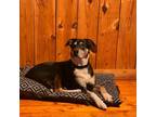 Adopt Piper a Black Australian Shepherd / Husky / Mixed dog in Newport
