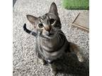 Adopt Jack a Gray, Blue or Silver Tabby Domestic Shorthair (short coat) cat in