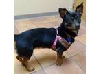 Adopt Harper a Black Mixed Breed (Small) / Mixed Breed (Medium) / Mixed (short