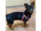 Adopt Harper a Black Mixed Breed (Small) / Mixed dog in Las Cruces