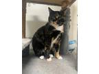 Adopt Janice a Tortoiseshell Domestic Shorthair / Mixed (short coat) cat in
