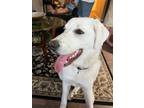 Adopt Nilla a White Labrador Retriever / Great Pyrenees / Mixed dog in Spruce