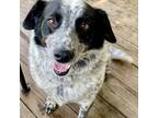 Adopt Josie a Black Blue Heeler / Mixed dog in Flintstone, MD (37668172)