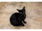 Adopt Brahms a Black (Mostly) Domestic Shorthair (short coat) cat in Houston