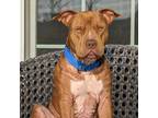 Adopt Choppo a Brown/Chocolate Pit Bull Terrier / Mixed dog in East ST Louis