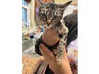 Adopt Kay a American Shorthair