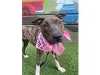 Adopt Kanga a Brindle - with White Bull Terrier / Pit Bull Terrier / Mixed dog