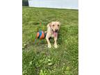 Adopt Max~S22/23-0450 a Tan/Yellow/Fawn Mixed Breed (Large) / Mixed dog in