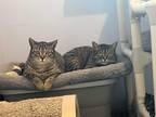 Adopt Karen bonded with Ellie a Brown Tabby Domestic Shorthair / Mixed Breed