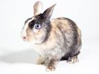 Adopt Percy a Orange Mini Rex / Mixed (short coat) rabbit in Kingston