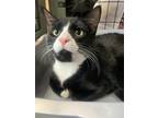 Adopt Figaro a All Black Domestic Shorthair / Domestic Shorthair / Mixed cat in