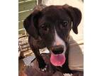 Adopt Julio (pup) a Brindle - with White Cattle Dog / Labrador Retriever / Mixed