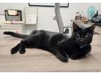 Adopt Pinto Bean a All Black Domestic Shorthair / Domestic Shorthair / Mixed cat