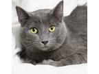 Adopt Earl Grey a Gray or Blue Domestic Shorthair / Domestic Shorthair / Mixed