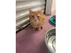 Adopt Thor a Domestic Shorthair / Mixed (short coat) cat in Bourbonnais