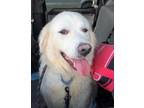 Adopt Roxie a Great Pyrenees