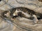 Adopt KeeKee a Brown Tabby Domestic Shorthair cat in Dayton, OH (37796389)