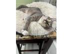 Adopt Abney a Domestic Shorthair / Mixed (short coat) cat in Dalton