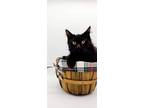 Adopt Sassy XXII a All Black Domestic Shorthair / Mixed cat in Muskegon
