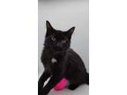 Adopt Diamond XX a Spotted Tabby/Leopard Spotted Domestic Shorthair / Mixed cat