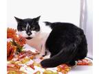 Adopt Willis a Black & White or Tuxedo Domestic Shorthair / Mixed cat in