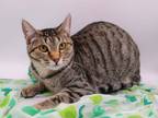 Adopt Starburst IV a Brown Tabby Domestic Shorthair / Mixed cat in Muskegon