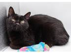 Adopt Hellebore a All Black Domestic Shorthair / Mixed (short coat) cat in