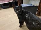 Adopt Red a All Black Domestic Shorthair / Mixed cat in Bossier City