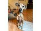 Adopt Donna a Tan/Yellow/Fawn Rhodesian Ridgeback dog in Eugene, OR (37864850)